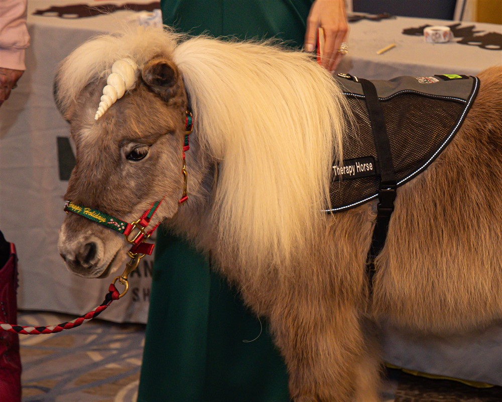 A miniature therapy horse with a flowing white mane wearing a Happy Holidays halter